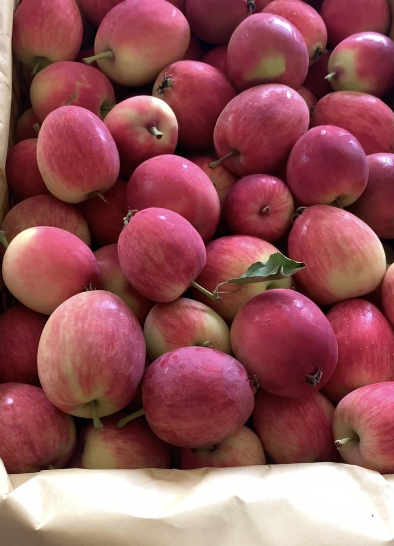 K9苹果，香果，伏果，同等价位收高质量，精品货