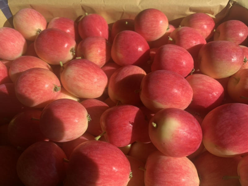 K9苹果，香果，伏果，同等价位收高质量，精品货