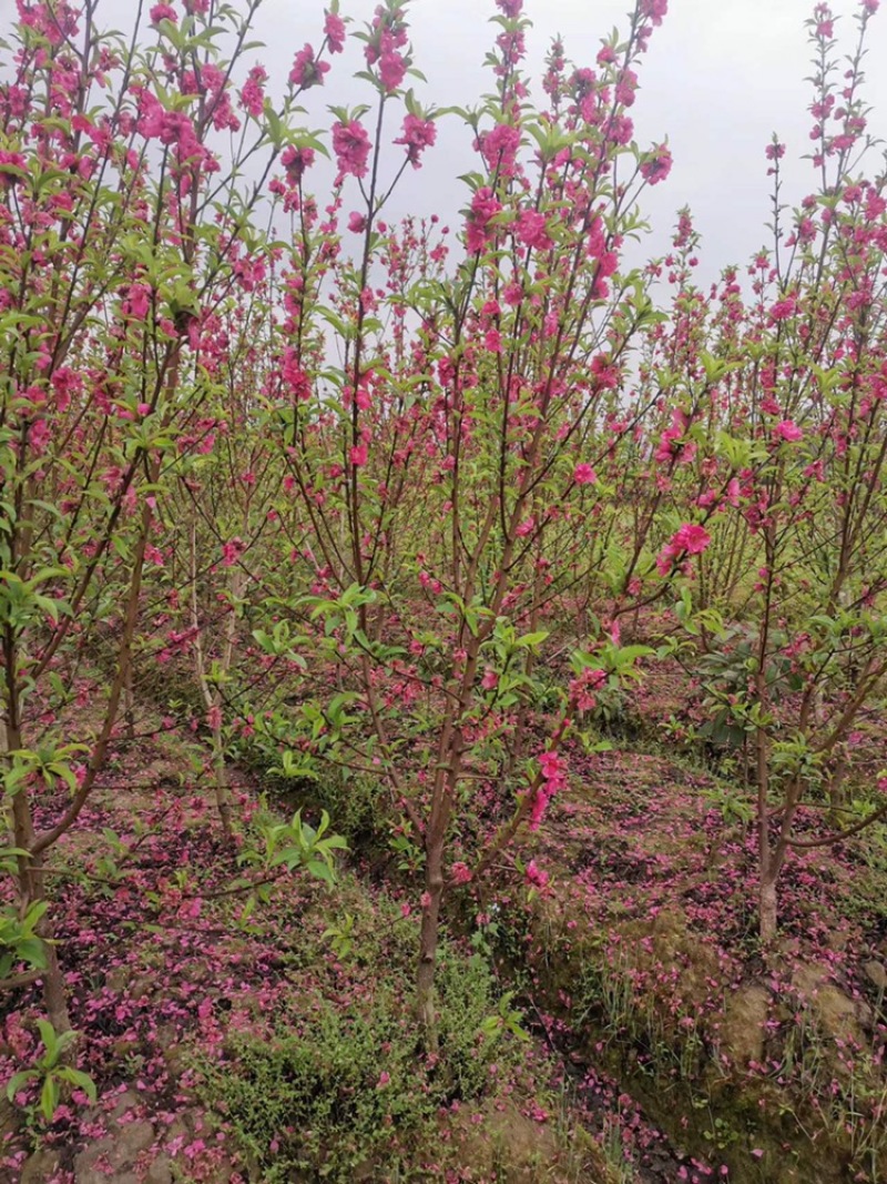 桃花杯苗、水蜜桃、鹰嘴桃、