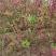 桃花杯苗、水蜜桃、鹰嘴桃、