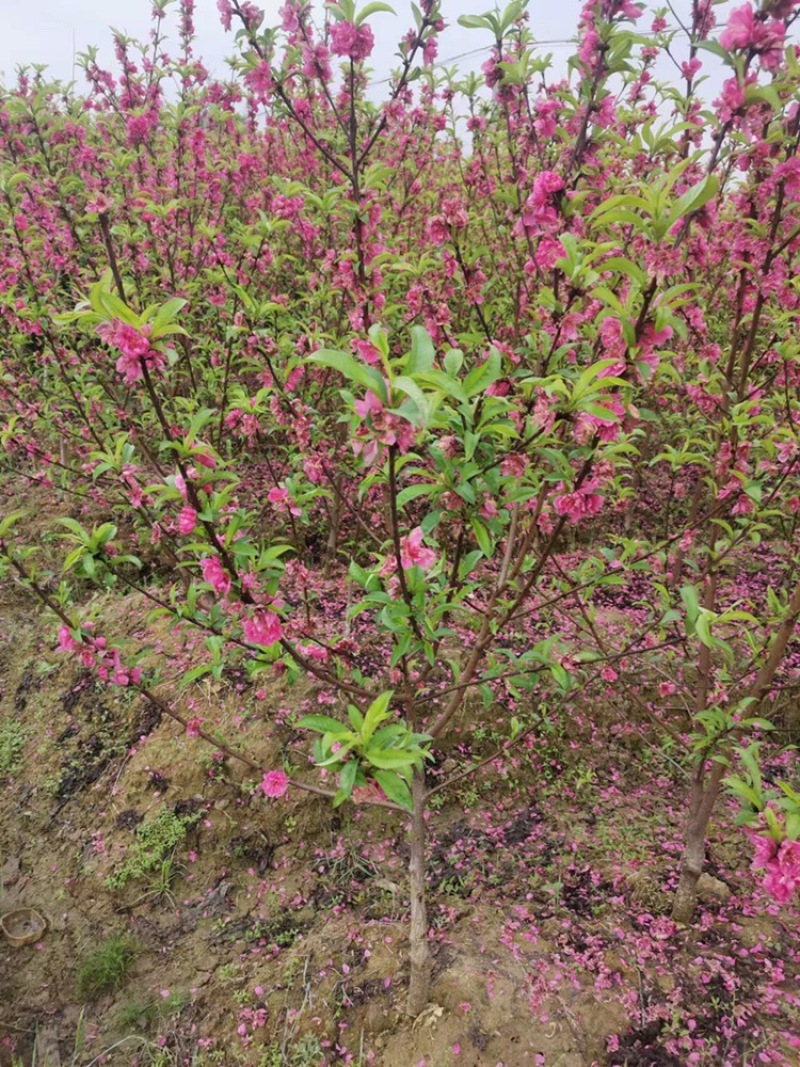 桃花杯苗、水蜜桃、鹰嘴桃、