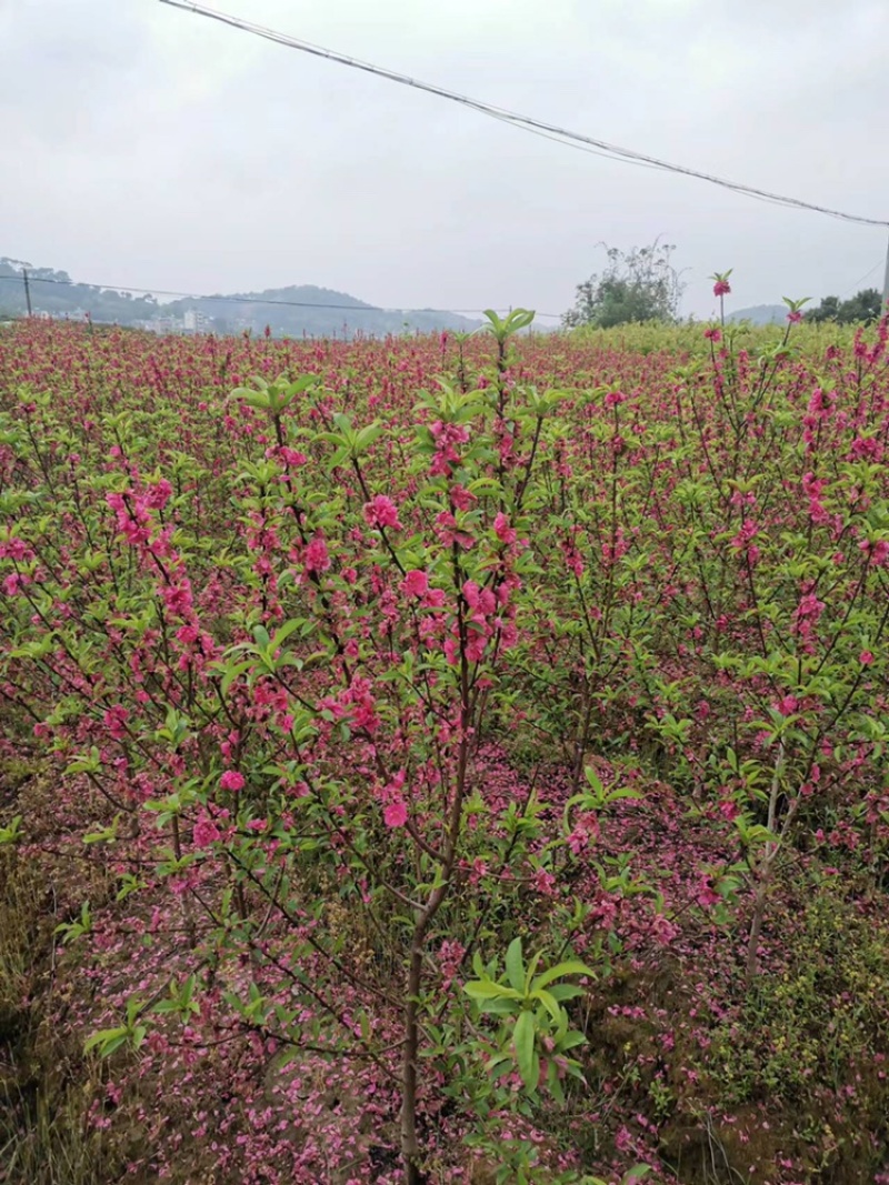 桃花杯苗、水蜜桃、鹰嘴桃、