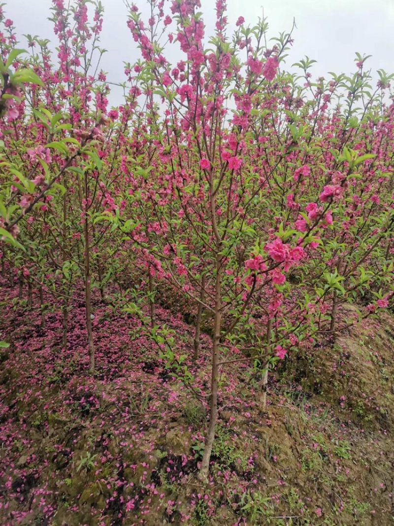 桃花杯苗、水蜜桃、鹰嘴桃、