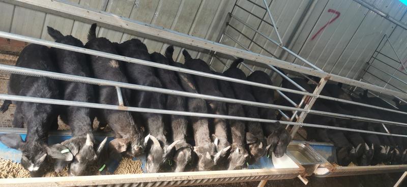 努比亚黑山羊，大耳羊，杂交黑羊，种苗，育肥羊苗