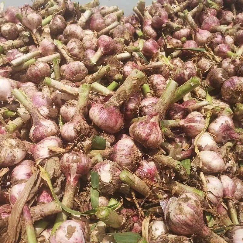 2022鲜紫皮蒜徐州丰县紫皮大蒜现挖现发可腌糖醋蒜新鲜蔬菜