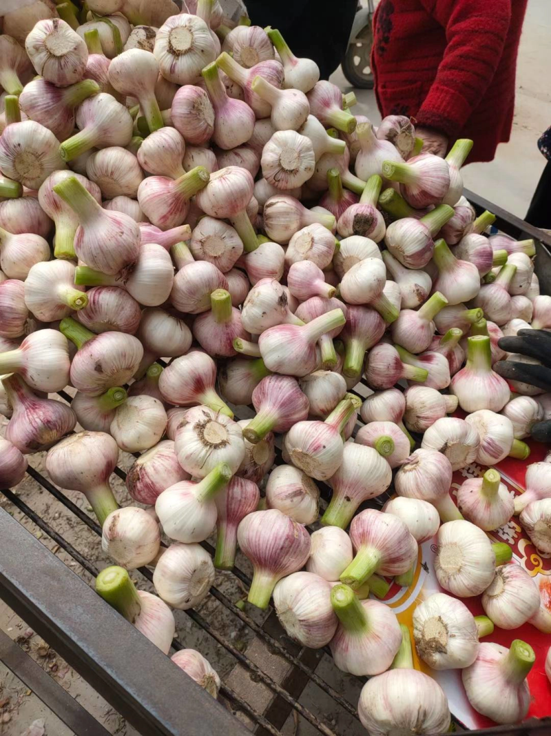 2022鲜紫皮蒜徐州丰县紫皮大蒜现挖现发可腌糖醋蒜新鲜蔬菜