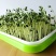 批发芽豆黑豆小扁黑/珍珠粒黑豆生豆芽豆苗做酱菜