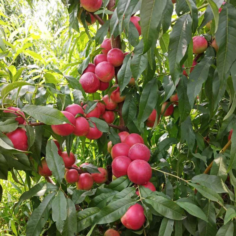 珍珠枣油桃欢迎您