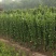北海道黄杨床苗0.8-2米高价格低质量好无中介