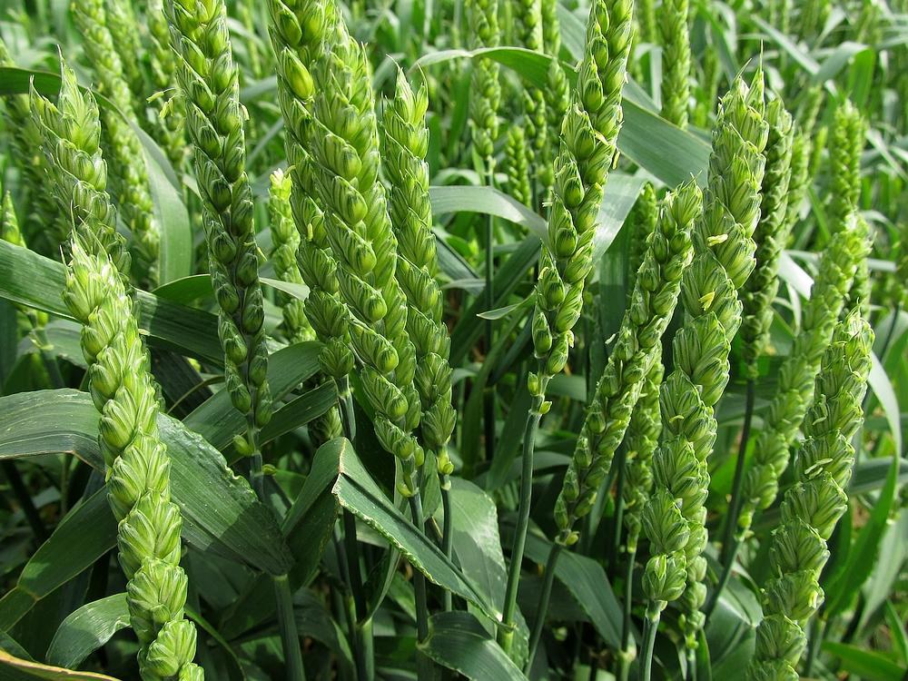 戊唑醇包装与小麦田间图