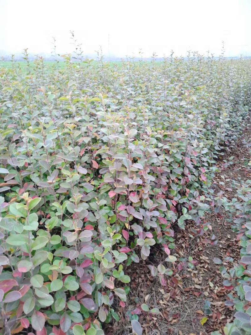 木瓜海棠2-15公分木瓜小苗50-1.2米高度