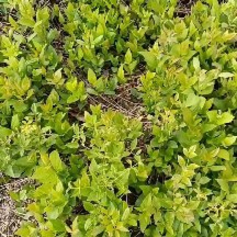 威灵仙二年苗，三年苗，提供田间种植，病虫害防治苗后除草