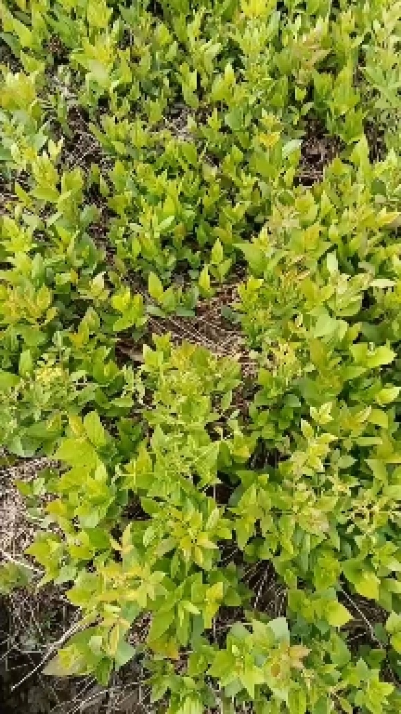 威灵仙二年苗，三年苗，提供田间种植，病虫害防治苗后除草