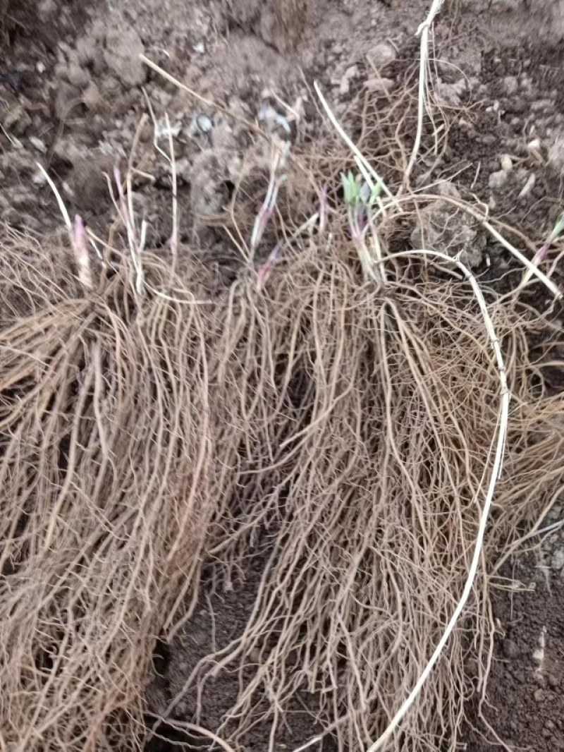 威灵仙二年苗，三年苗，提供田间种植，病虫害防治苗后除草