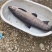 钓场青鱼10+到40+。
