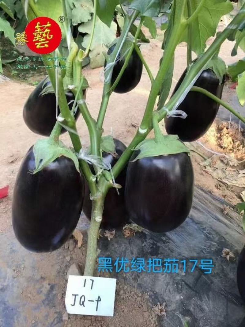 杂交黑紫色坐果能力强灯泡形萼片少剌囗感好单果700克中早