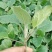 杂交黑紫色坐果能力强灯泡形萼片少剌囗感好单果700克中早