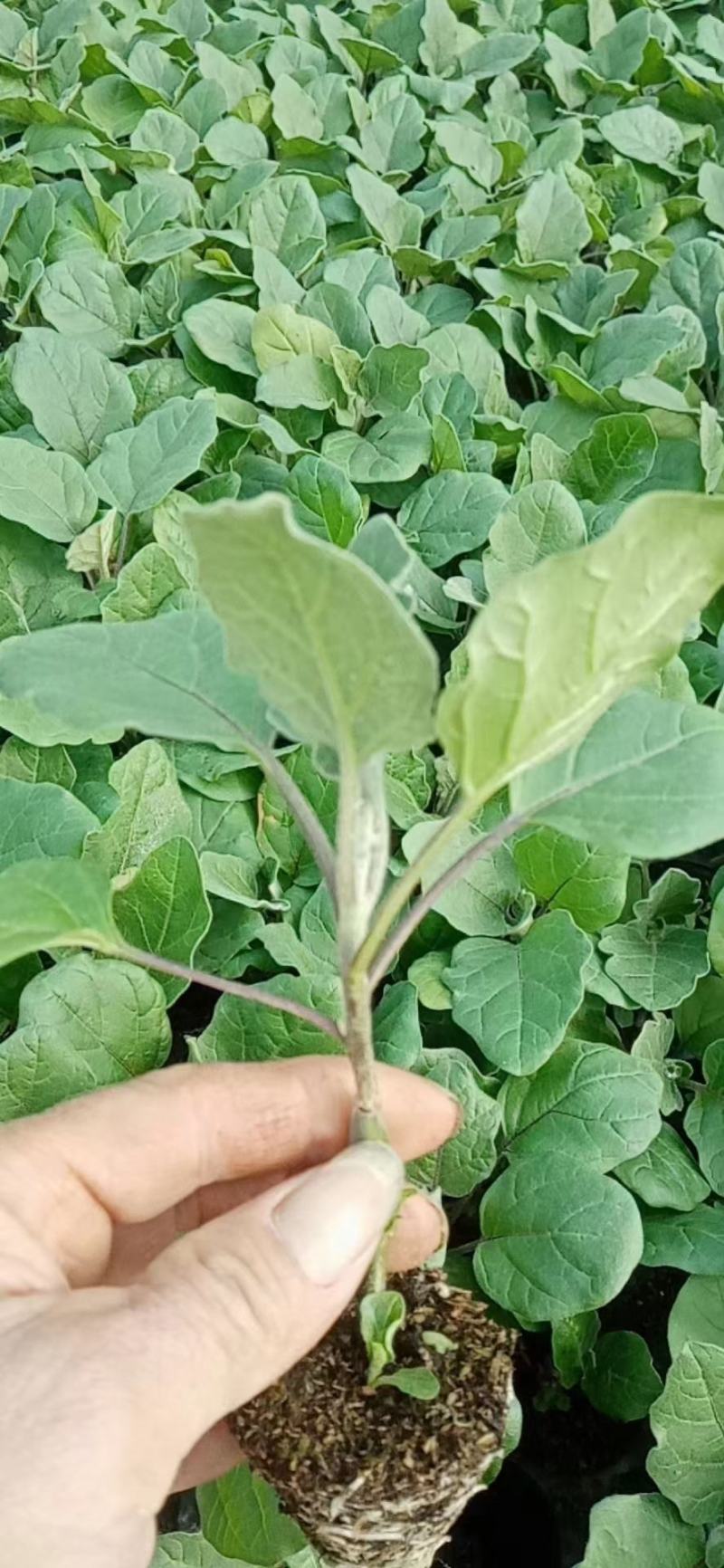 杂交黑紫色坐果能力强灯泡形萼片少剌囗感好单果700克中早