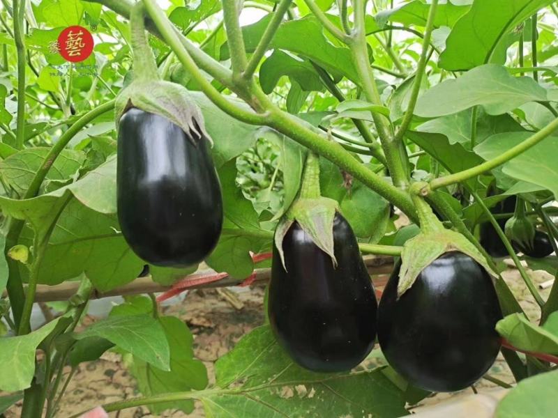 杂交黑紫色坐果能力强灯泡形萼片少剌囗感好单果700克中早
