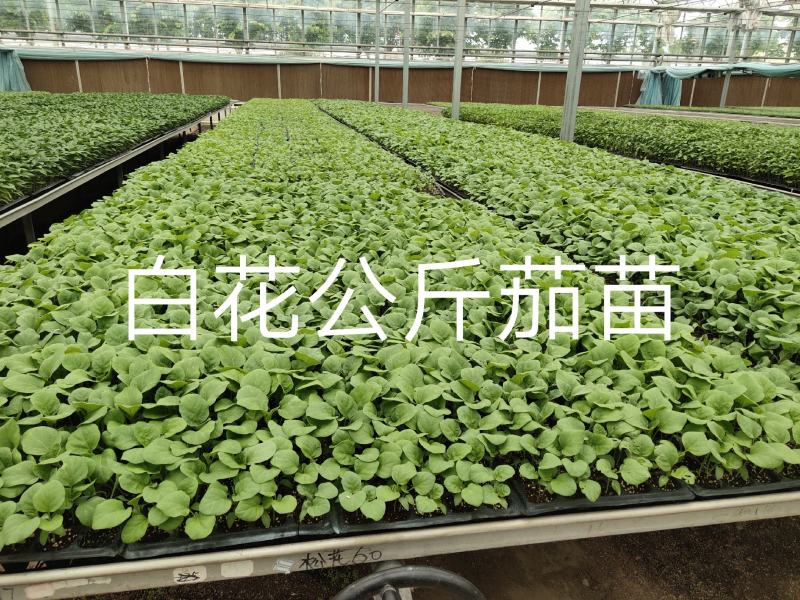 杂交黑紫色坐果能力强灯泡形萼片少剌囗感好单果700克中早
