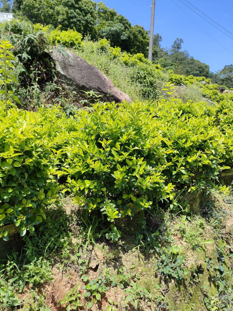 广东省揭阳市榕城区基地直销，黄金叶灌木，地被大小规格供应