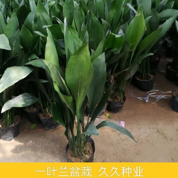 一叶兰盆栽耐冻四季长青室内客厅观叶植物绿植盆景室内耐阴花