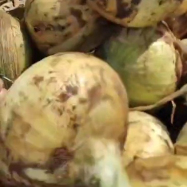 黄皮洋葱-基地直供-货源充足-保证质量。