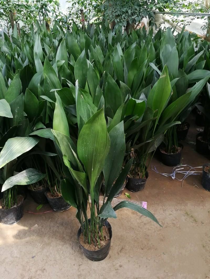 一叶兰盆栽耐冻四季长青室内客厅观叶植物绿植盆景室内耐阴花