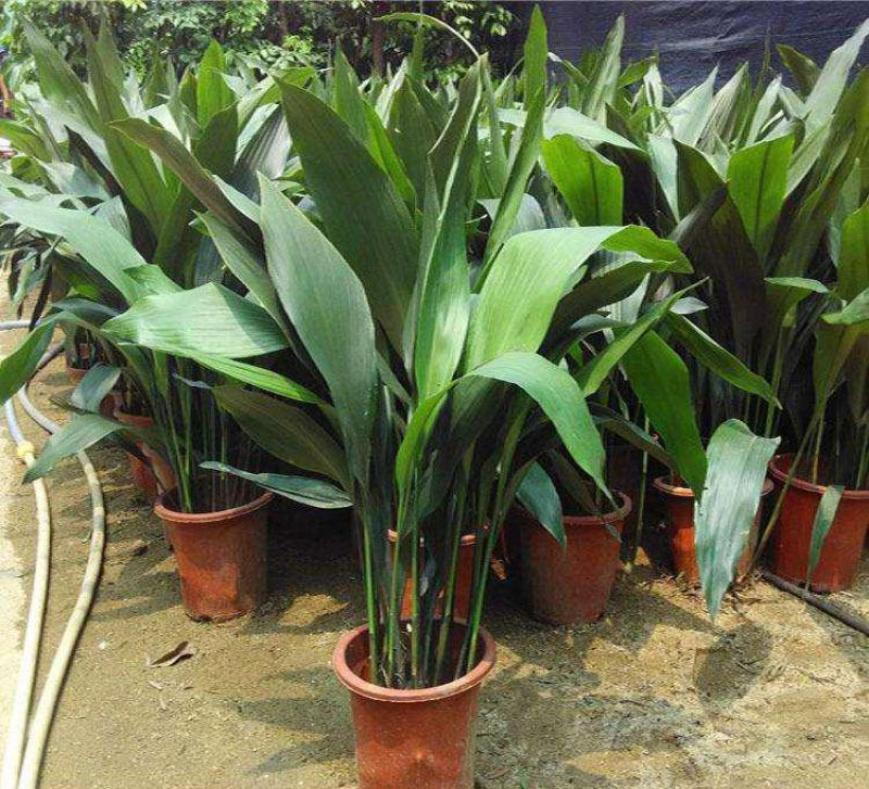 一叶兰盆栽耐冻四季长青室内客厅观叶植物绿植盆景室内耐阴花