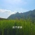 香根草
