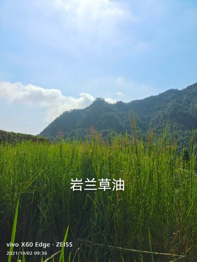 香根草