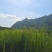 香根草