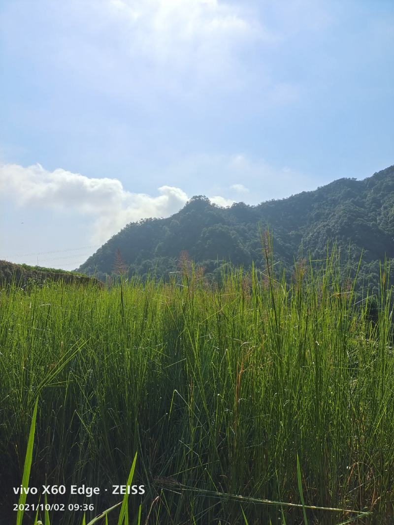 香根草