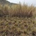 香根草
