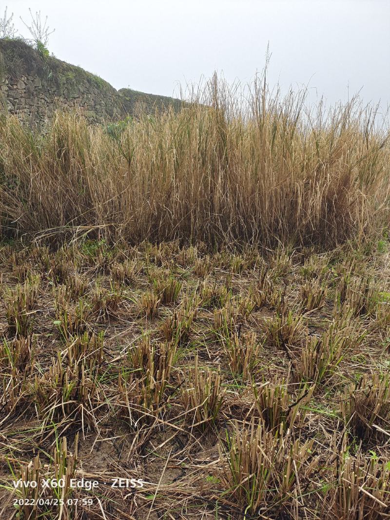 香根草
