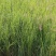 香根草