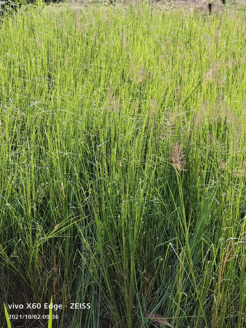 香根草