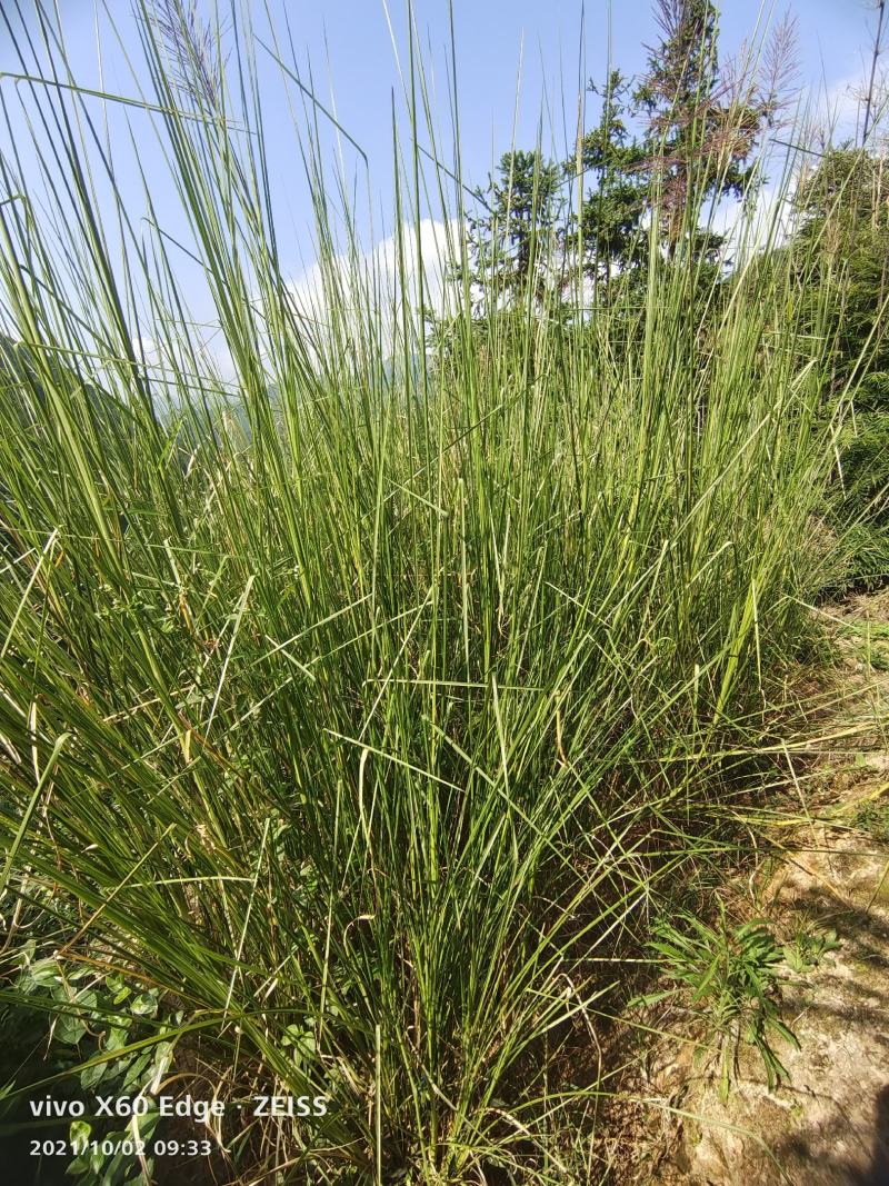 香根草