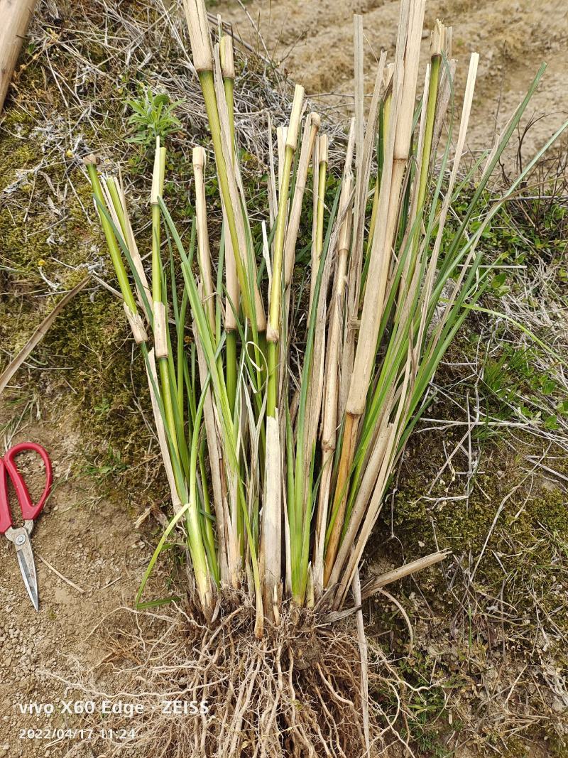 香根草