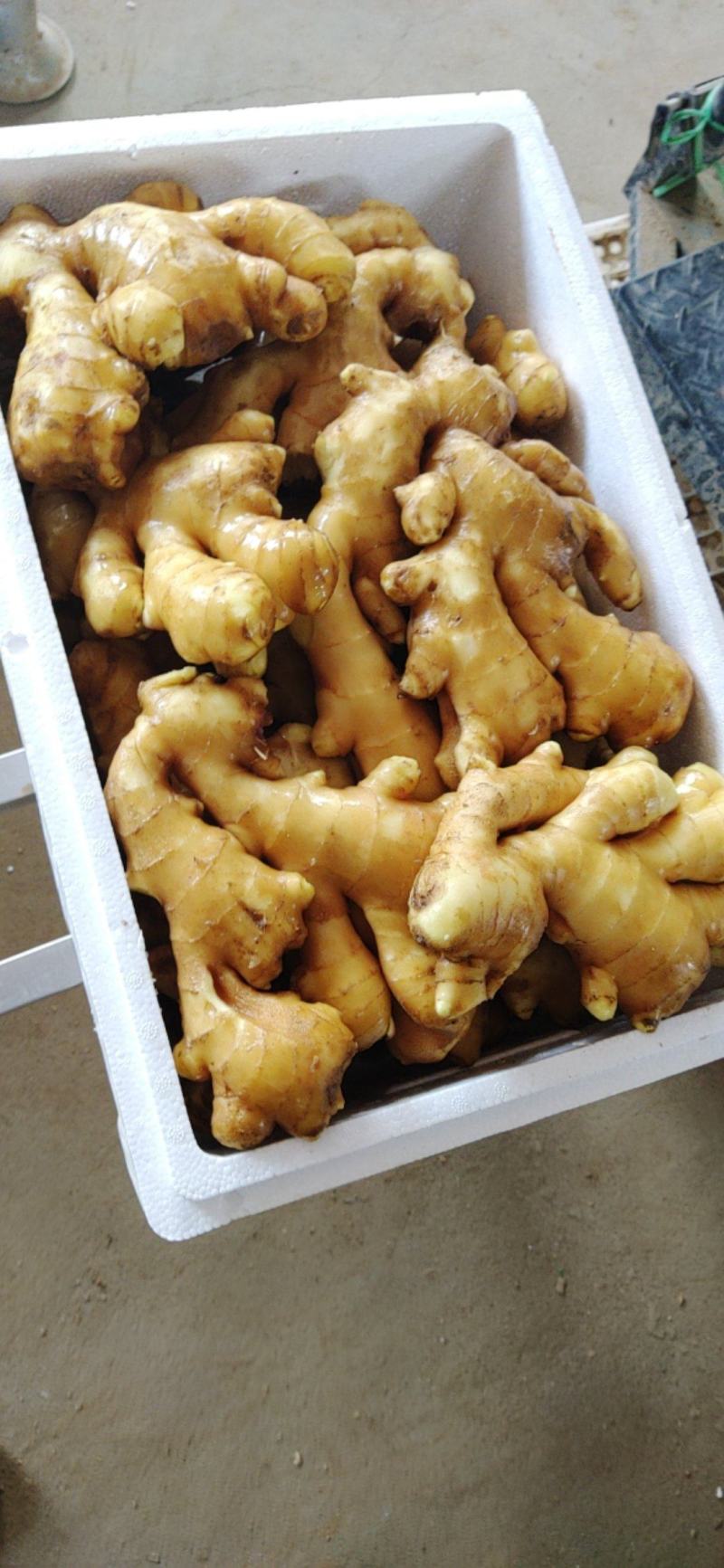 精品黄姜优质大黄姜品质好姜块大颜色好货源充足欢迎咨询