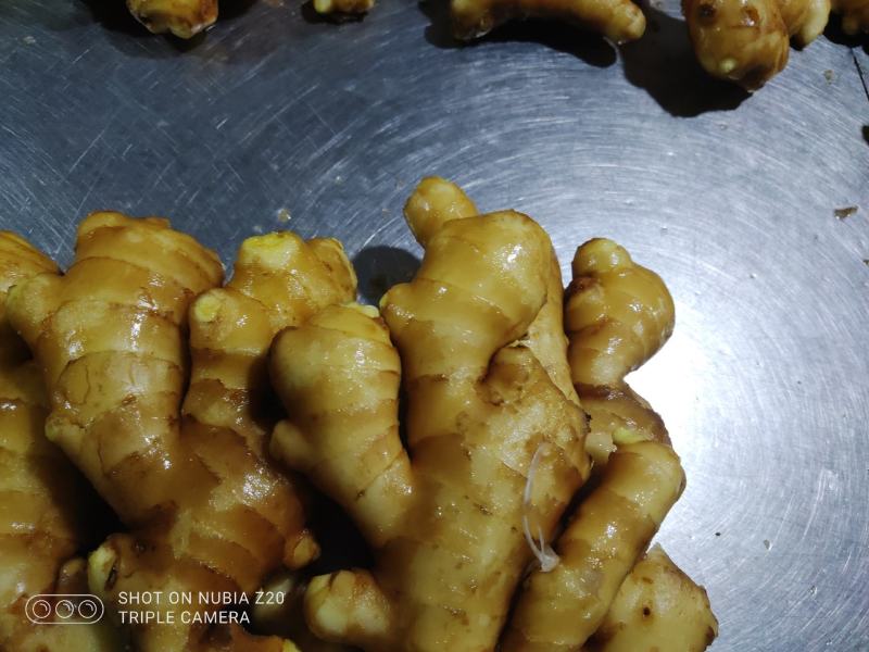 精品黄姜优质大黄姜品质好姜块大颜色好货源充足欢迎咨询
