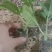 基地直销绣球花小苗，无纺布杯苗15~20cm