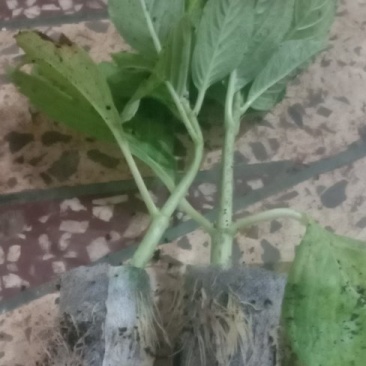 基地直销绣球花小苗，无纺布杯苗15~20cm