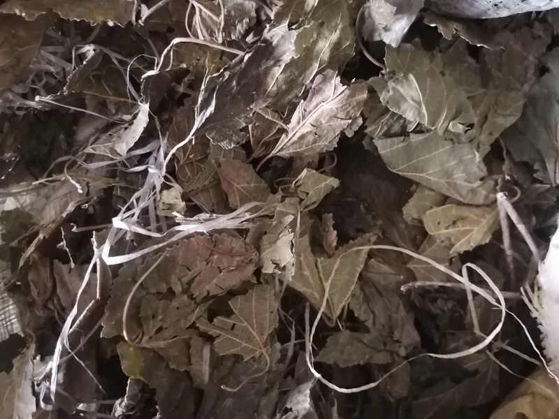 霜桑叶产地直销