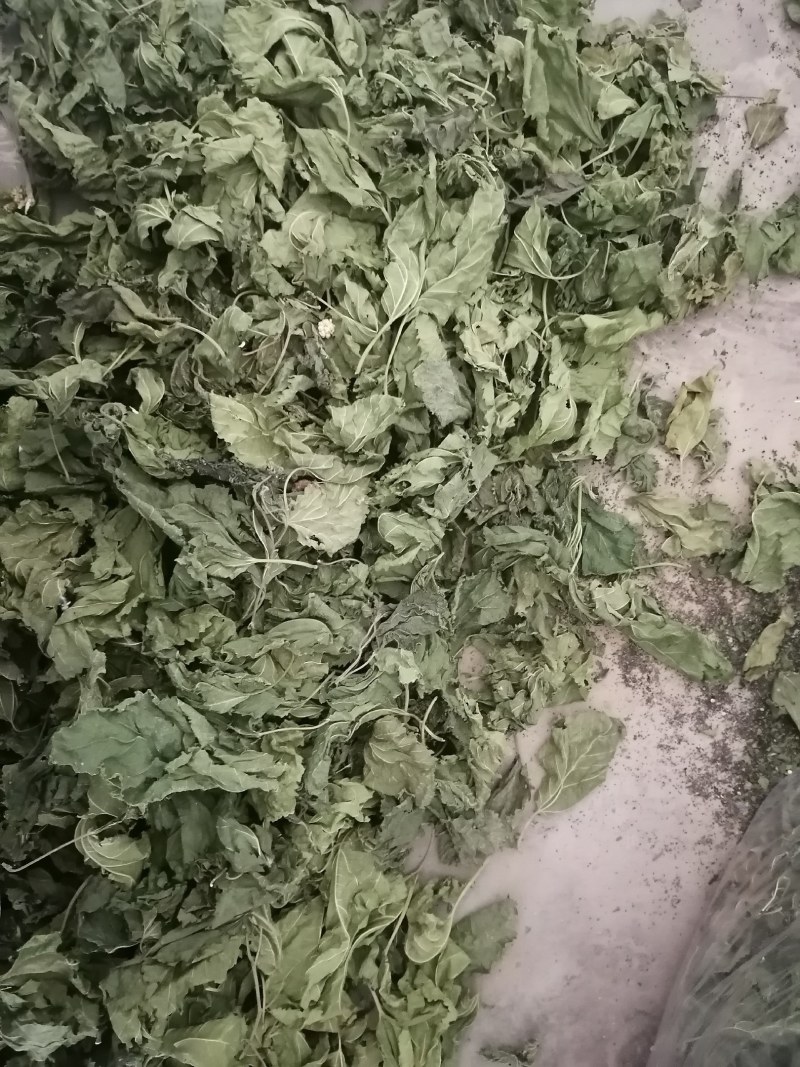 霜桑叶产地直销