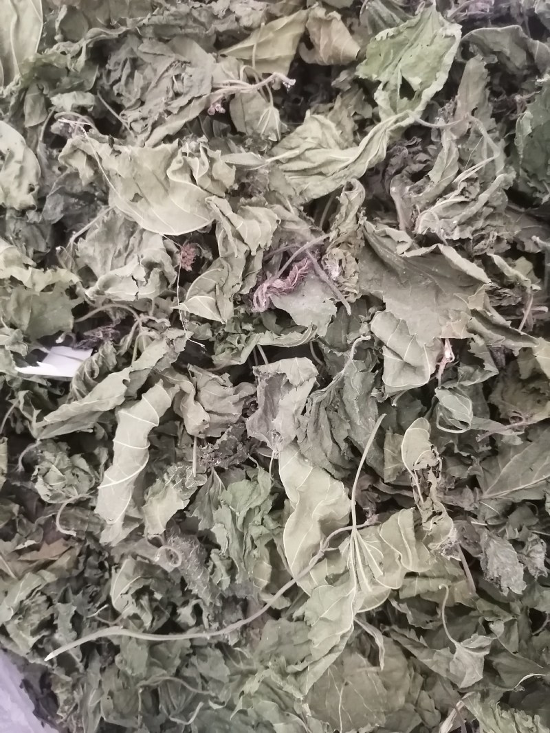 霜桑叶产地直销