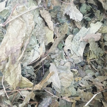 霜桑叶产地直销