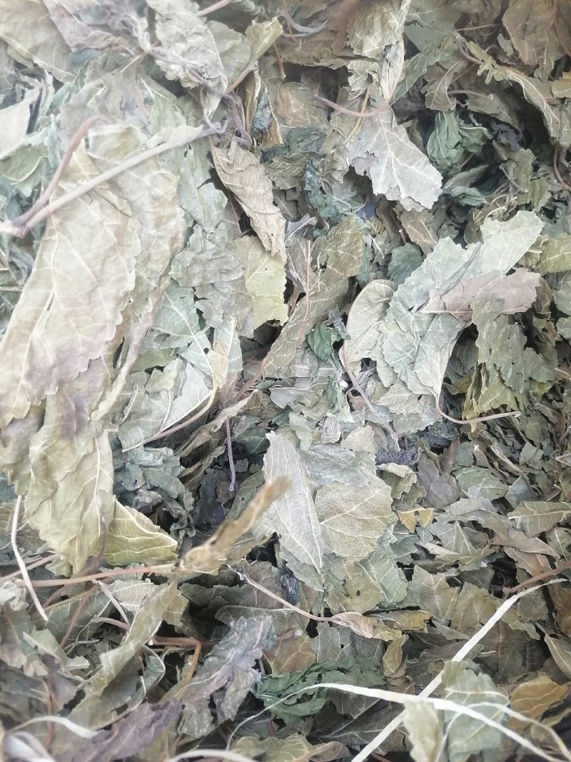 霜桑叶产地直销