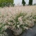 彩叶杞柳盆栽彩叶柳妃庭院花镜造景多年生灌木植物色彩艳丽