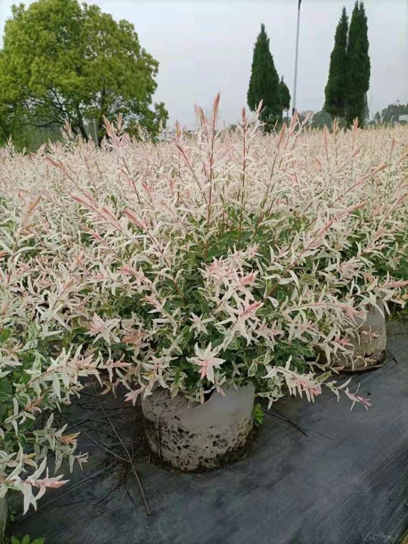 彩叶杞柳盆栽彩叶柳妃庭院花镜造景多年生灌木植物色彩艳丽